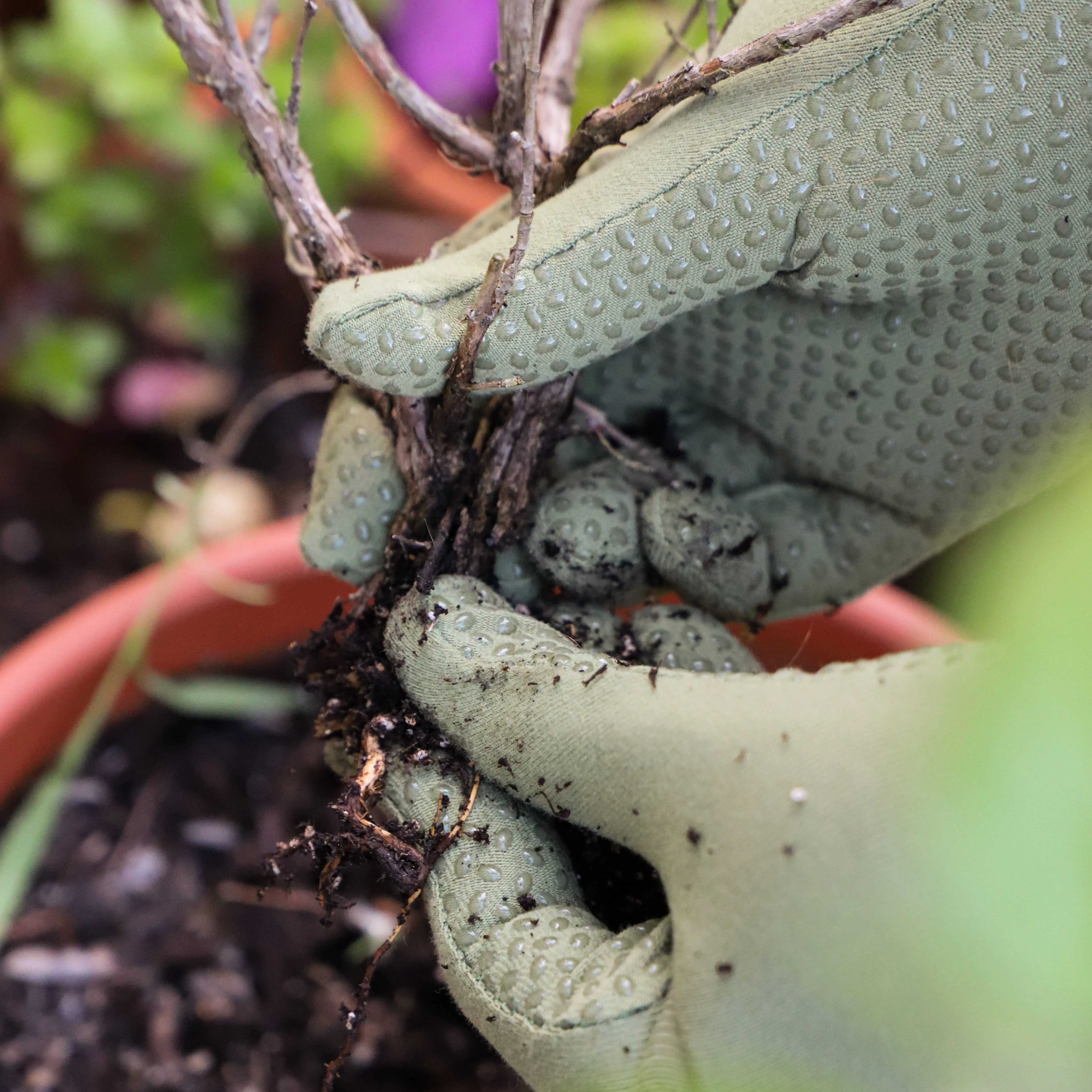 Foxgloves Grip